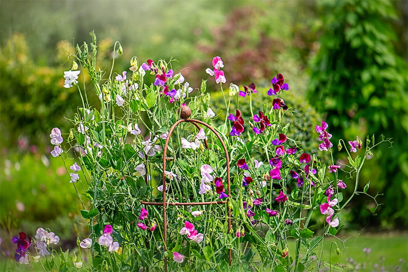 Beautiful mixed coloured Sweet pea summer flowers supported by a wrought iron frame, in soft sunshine