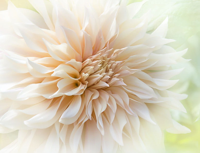 Close-up macro image of the beautiful cream coloured Dahlia flower "cafe au lait" image taken against a soft background.