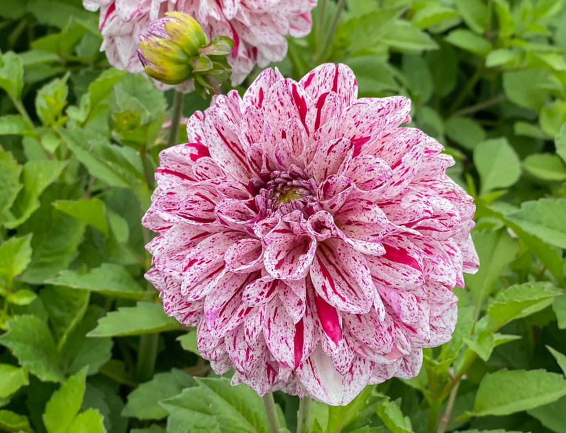 A pink and white speckled dahlia against a background of green leaves