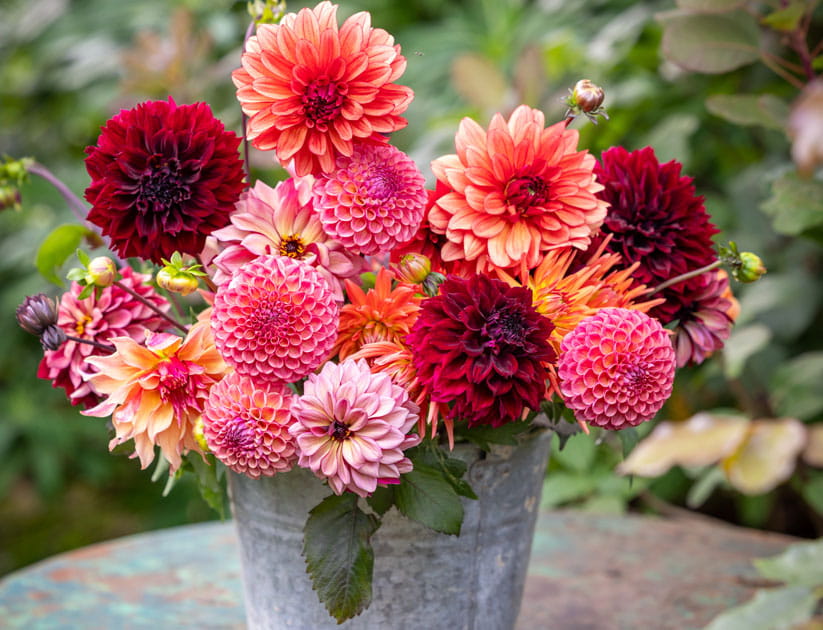 A variety of dahlias in pinks, reds and oranges in a grey tin bucket