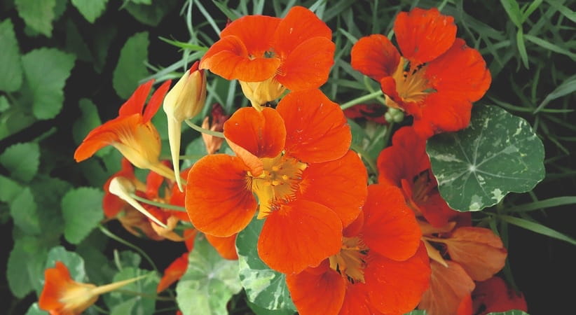 Close up of some orange nasturtium flowers