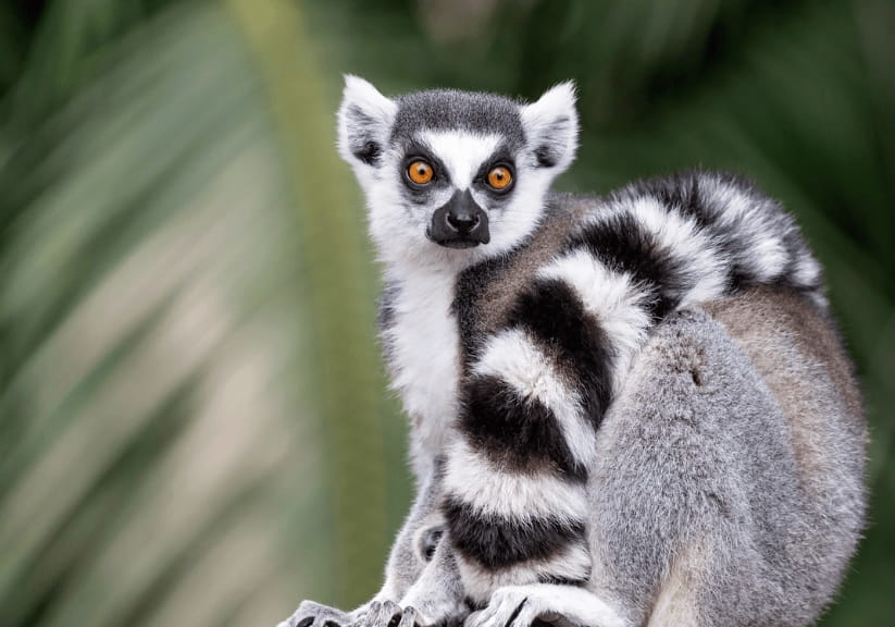 A close up of a ring tailed lemur