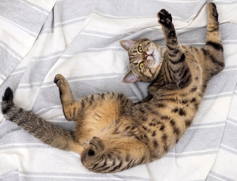 Tabby cat lying on its back on a blanket exposing it's spotty belly
