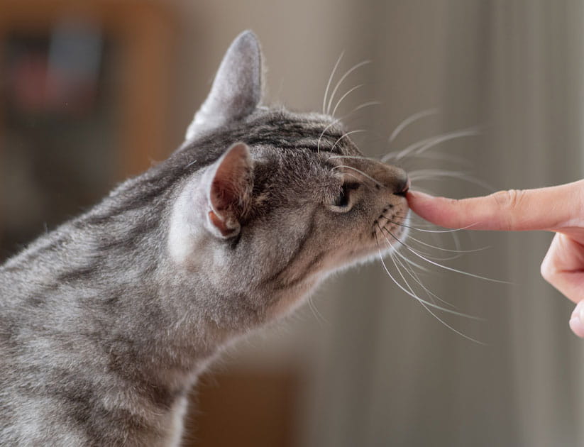 Grey tabby cat with ears and whiskers forwards sniffing a person's finger