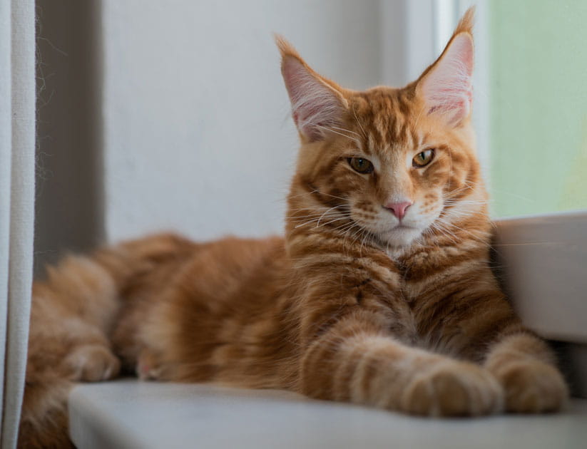 Classic red tabby Maine Coon cat relaxing on a window sill with front paws stretched out