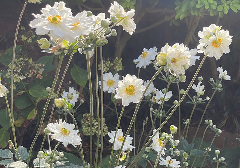 Japanese anemones