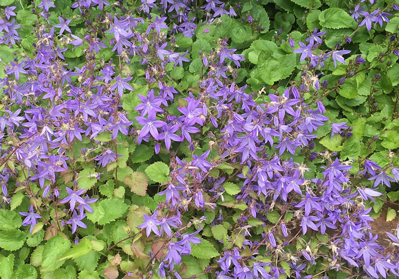 A Campanula plant with bright purple flowers