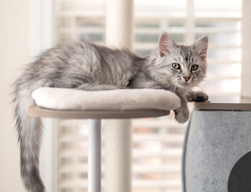 Fluffy grey silver cat lying on a cat tree