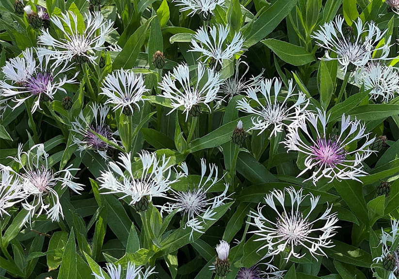 Centaurea montana is a clump-forming plant