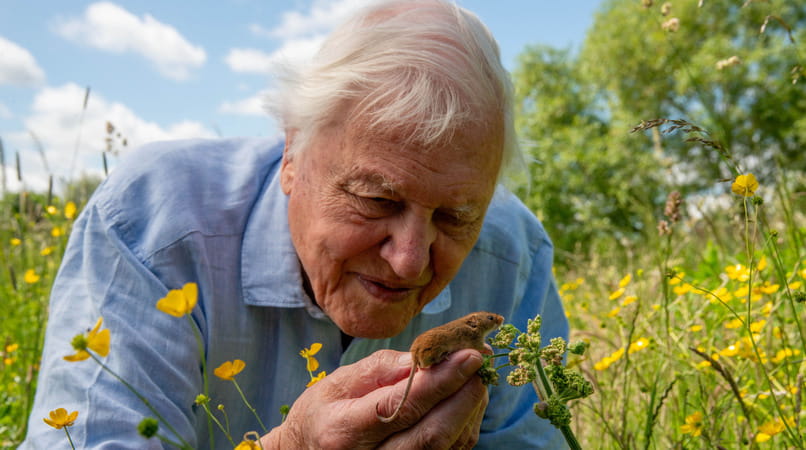 Close up of David Attenborough holding a tiny rodent while standing in a field of buttercups