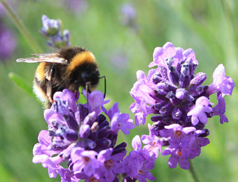 A bumblebee on lavender flowers