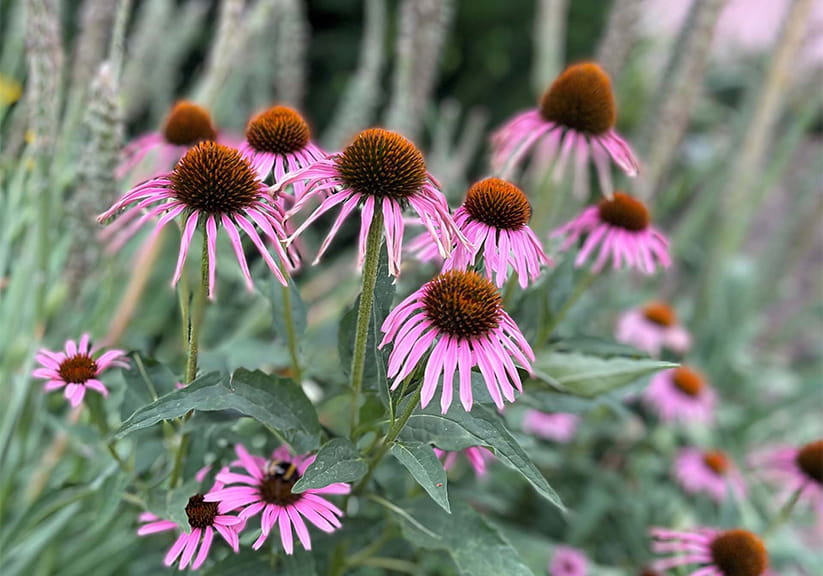 Echinacea 