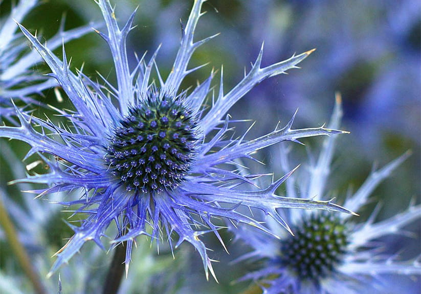 Eryngium 