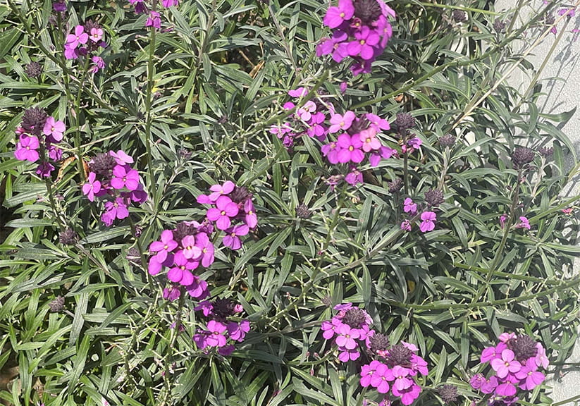 Erysimum 