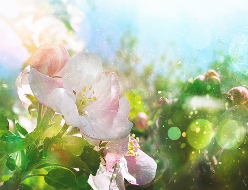 Close-up of a bunch of cherry blossoms with pollen noticeably coming off them and blurred foliage in the background