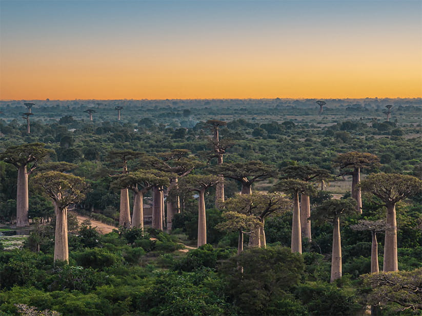 Baobab trees in Madagascar