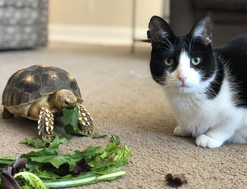 A Sulcata tortoise (African Spurred Tortoise) enjoying a leafy lunch while her black and white cat friend watches