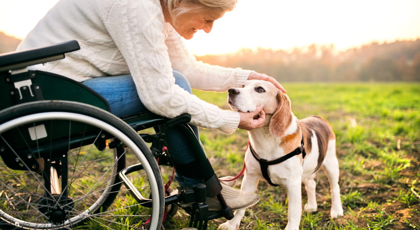 Close up of a woman in a wheelchair wearing a white jumper and stroking her dog