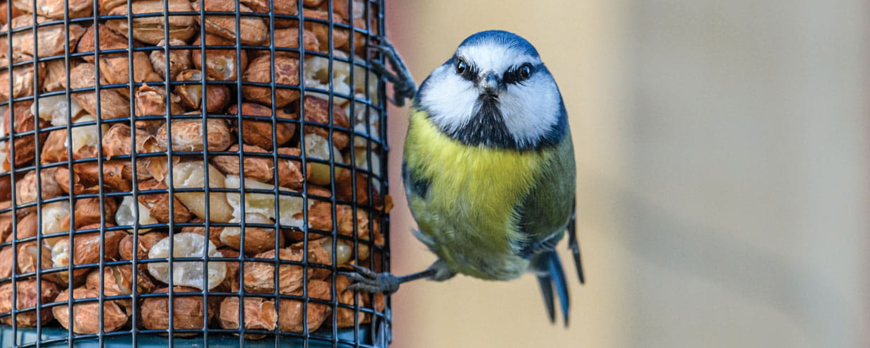 A bird in a feeder