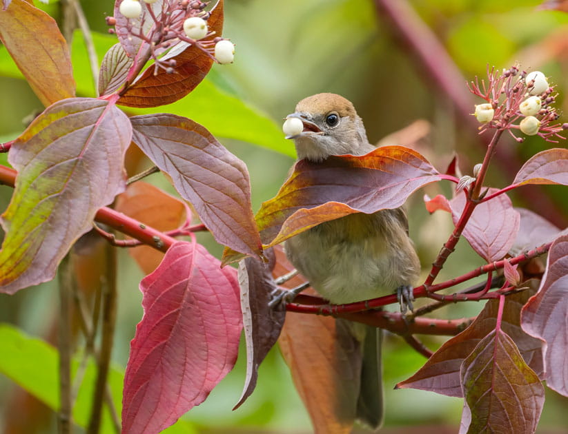 A bird feasts on berries