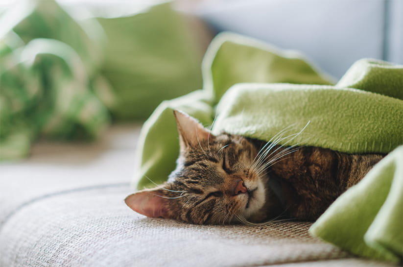 A cat asleep on a sofa underneath a green blanket