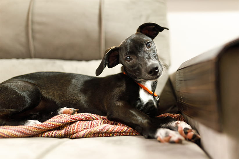 Puppy with tilted head and crossed paws lying on sofa