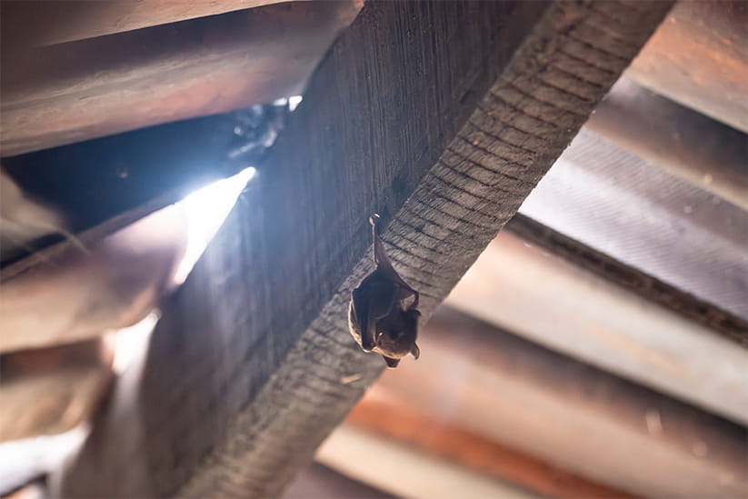A bat hangs upside down from the wooden roof of an old rural house