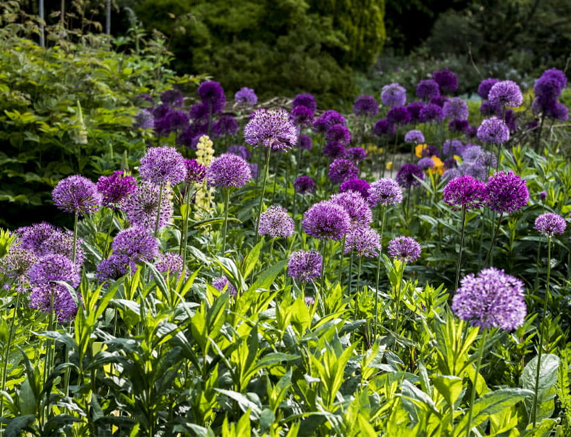 Purple alliums in a border