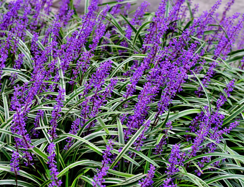Purple liriope in a border