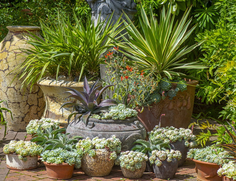 An arrangement of Terracotta pots in an English garden, planted with succulent plants