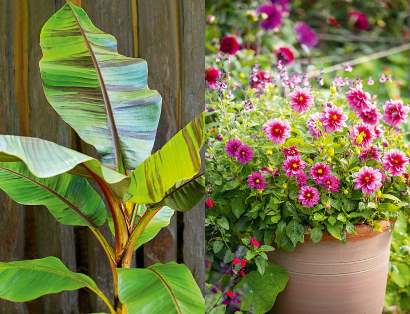 The leaves of a growing banana plant on the left and pink dahlias in a terracotta pot on the right