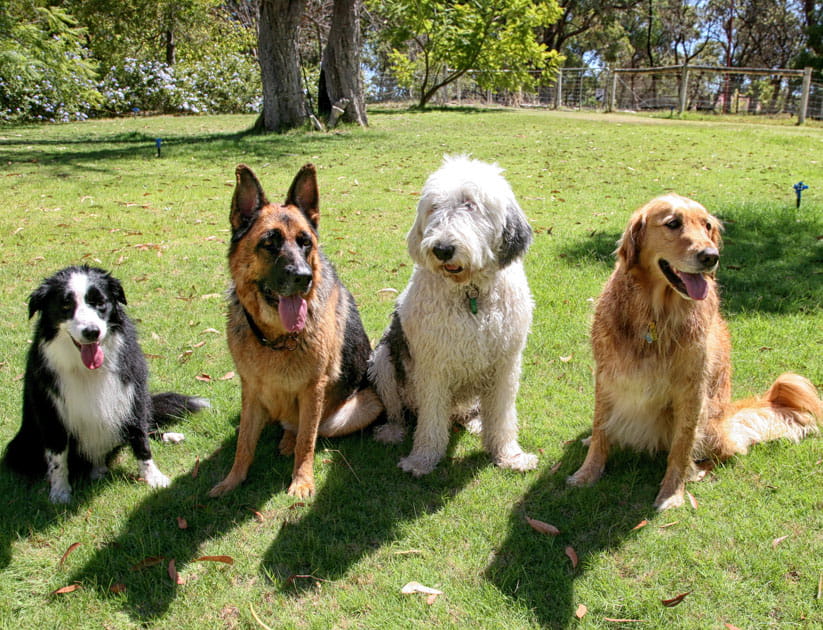 Four dogs of different breeds sitting in a row in a garden. Left to right: Border Collie, German Shepherd, Old English Sheepdog and Golden Retriever.