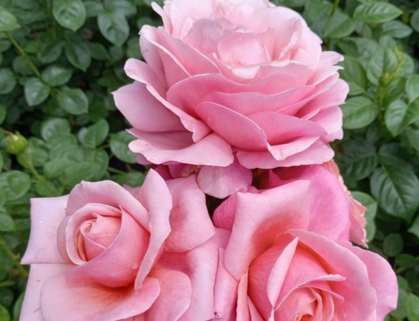 A trio of three pink Saga Roses in bloom with dark green rose leaves visible in the background