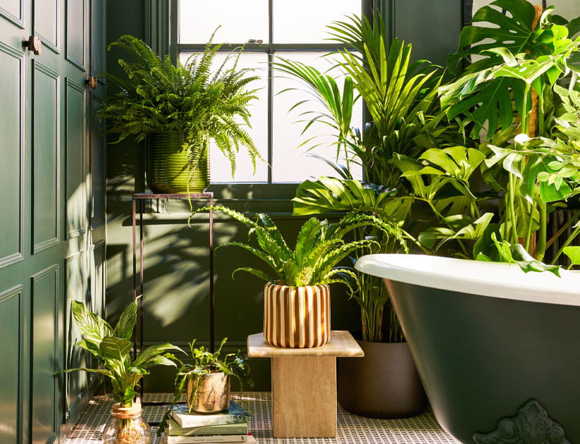 A green bathroom filled with lovely houseplants including ferns and monstera