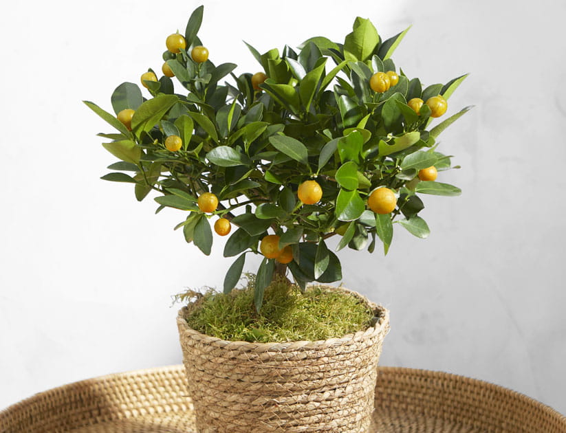 A small orange tree in a basket style pot