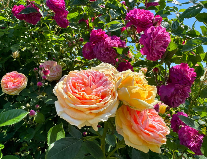 Close up of mostly open growing roses in a variety of colours from deep pink to salmon and yellow