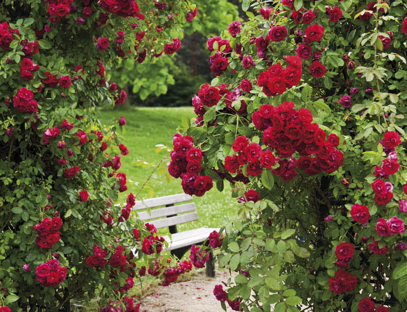 An abundance of red climbing roses with a garden bench just visible beyond them