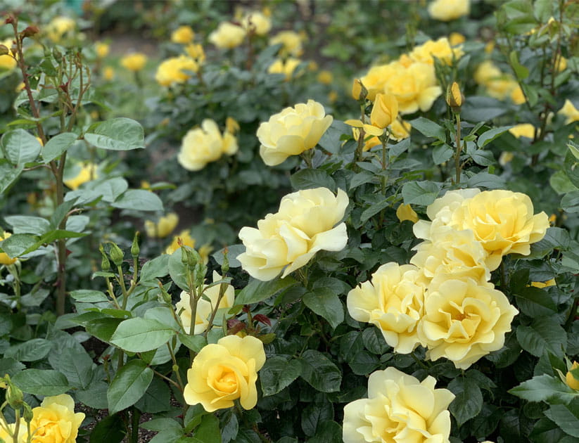 Close up of yellow roses growing outside
