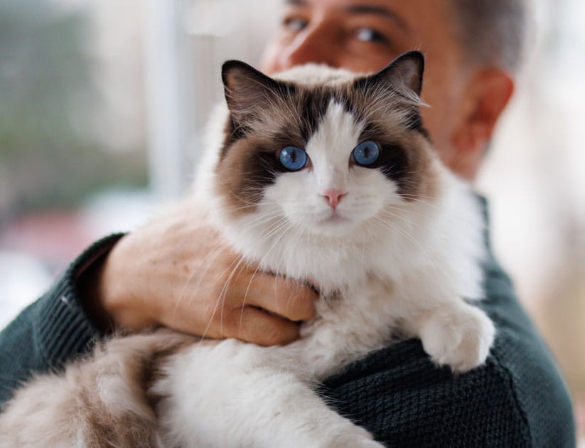 Portrait of mature man hugging his blue-eyed ragdoll cat at home