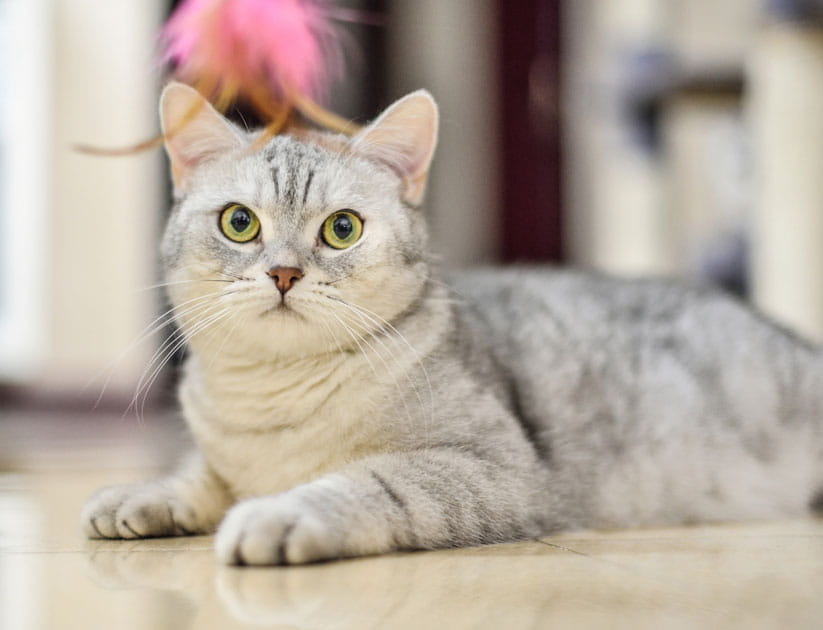 Gray-white tabby cat plays with a cat feather toy 