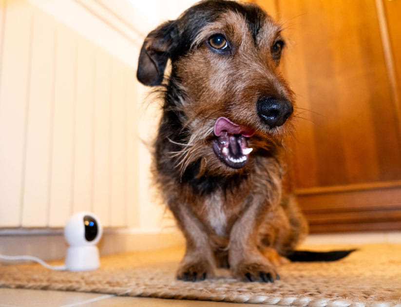 Long haired dachshund dog at home licking his lips next to a dog cam