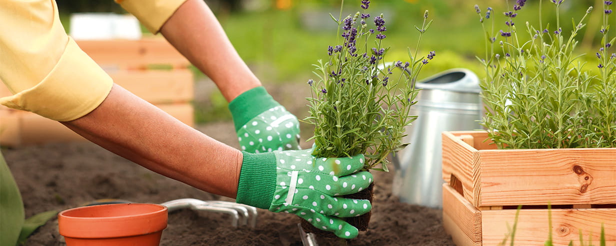 Woman in gloves transplanting beautiful lavender plant into soil in garden