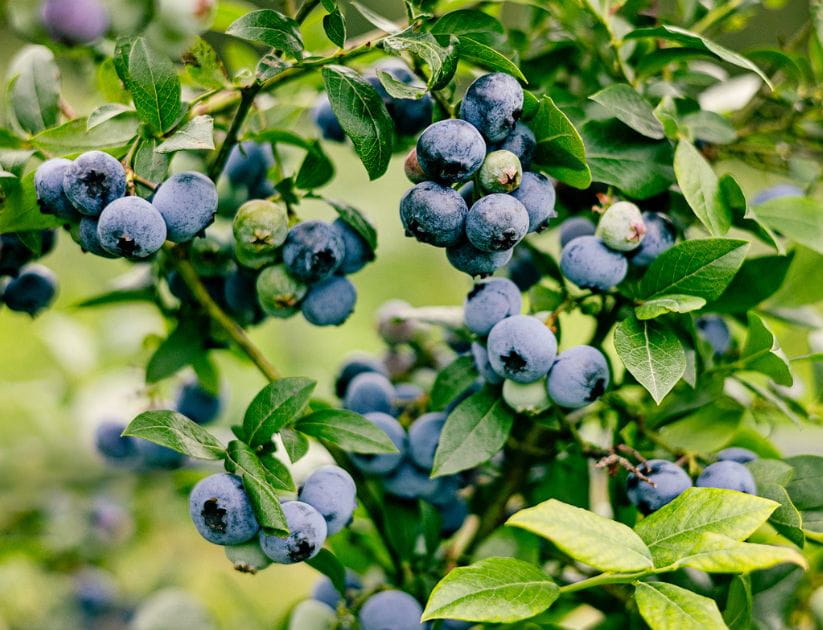 A bunch of blueberries on a branch