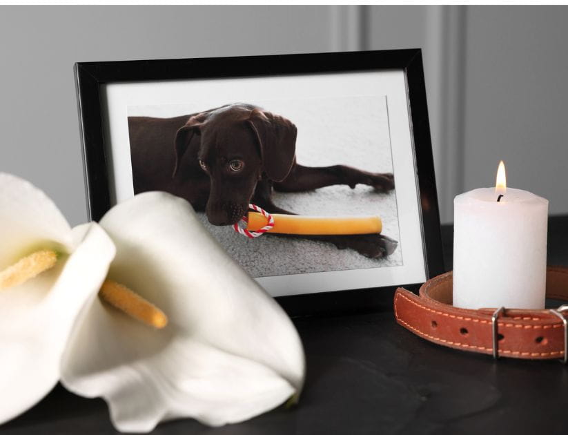 Picture frame with image of black dog with a candle and flowers next to it