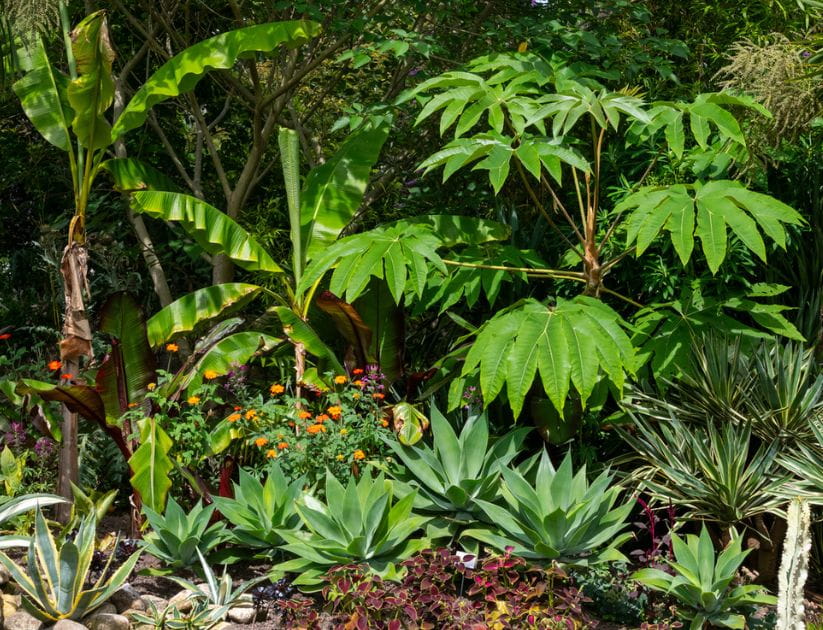 Shaded patch of garden with exotic plants