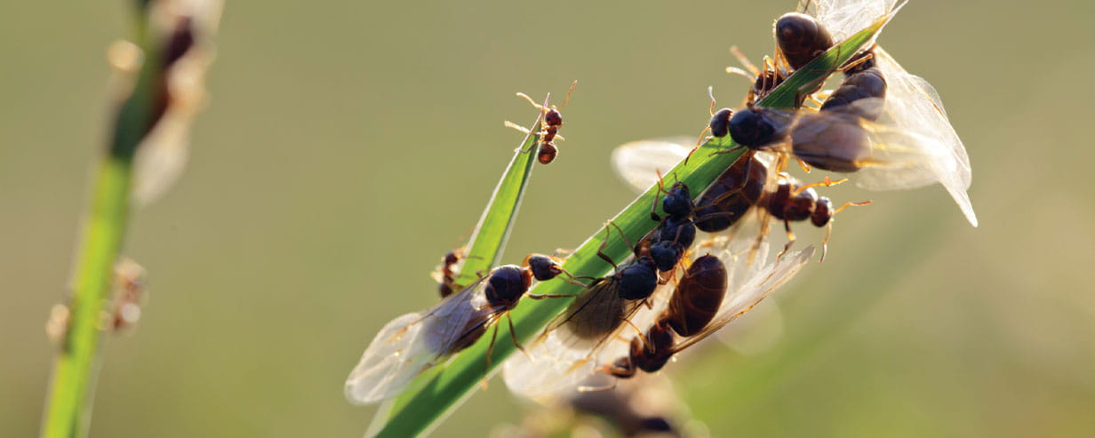 Many flying ants crawling and flying in meadow during