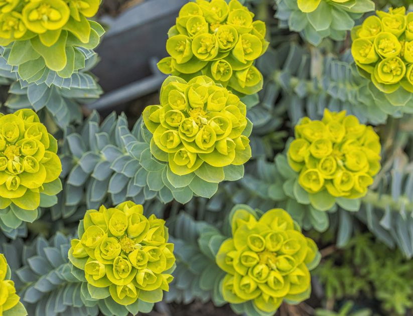 Photo of euphorbia plants