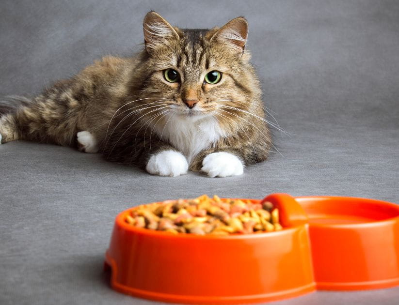 A cat sitting by a full bowl of food