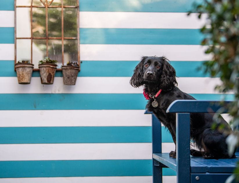 A black cocker spaniel sitting in a blue chair outside