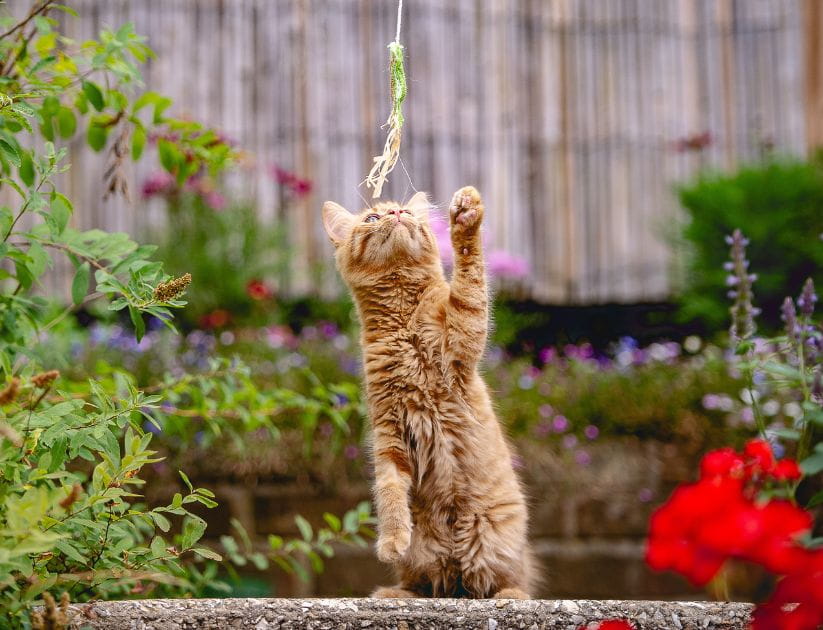 A ginger cat in a garden playing with a string held above it